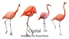  Presentation with flamingo - Cool new PPT theme with four pink flamingo birds isolated backdrop and a white colored foreground