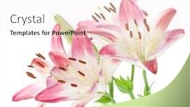  Presentation with pink white - PPT layouts enhanced with four pink lily isolated on white background background and a sky blue colored foreground