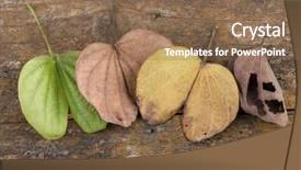  Presentation with four seasons - Presentation theme with four seasons leaves background and a violet colored foreground