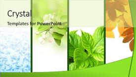  Presentation with four seasons - PPT theme featuring four seasons of year set background and a soft green colored foreground