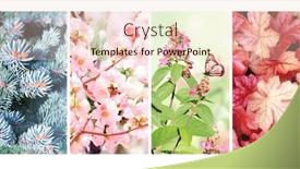  Presentation with summer winter autumn spring - PPT layouts with four-seasons-of-year-set background and a lemonade colored foreground