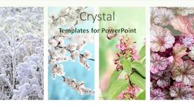  Presentation with four seasons - PPT theme featuring four-seasons-of-year-set background and a  colored foreground