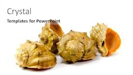  Presentation with shells - Presentation theme featuring four-shells-isolated-on-white background and a white colored foreground