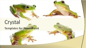  Presentation with frogs - PPT theme with four sitting white-lipped tree frogs or litoria infrafrenata isolated on white background and a blonde colored foreground