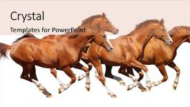  Presentation with horses - Amazing presentation theme having four sorrel horses gallop - isolated backdrop and a coral colored foreground