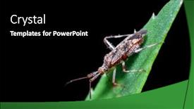  Presentation with north america - Presentation design having four-spurred-assassin-bug background and a black colored foreground