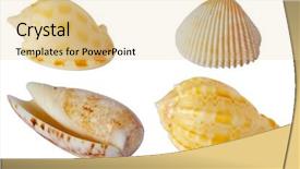 Presentation with sea shells - Colorful presentation theme enhanced with four-textured-sea-shells-isolated backdrop and a lemonade colored foreground