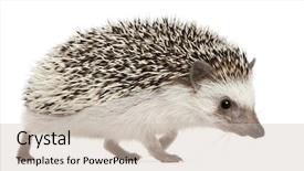 Presentation with walking - Presentation having four-toed hedgehog atelerix albiventris background and a soft green colored foreground
