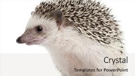  Presentation with four elements of the - Colorful theme enhanced with four-toed hedgehog atelerix albiventris backdrop and a soft green colored foreground