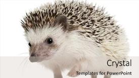  Presentation with walking - Beautiful presentation theme featuring four-toed hedgehog atelerix albiventris backdrop and a soft green colored foreground