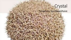  Presentation with four elements of the - Beautiful presentation design featuring four-toed hedgehog atelerix albiventris backdrop and a coral colored foreground