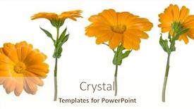  Presentation with elements - Amazing presentation theme having four views of a yellow marigold elements for design backdrop and a cream colored foreground