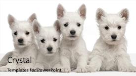  Presentation with old west - Beautiful theme featuring four west highland terrier puppies backdrop and a light gray colored foreground