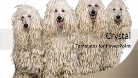  Presentation with standard drink unit - PPT layouts enhanced with four white corded standard poodles background and a coral colored foreground