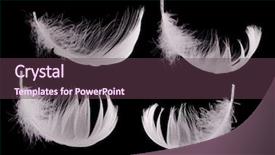  Presentation with feather - Amazing slide set having four white feathers isolated backdrop and a tawny brown colored foreground