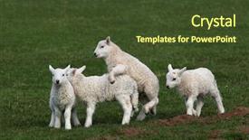  Presentation with together - Theme with four white lambs playing together background and a  colored foreground