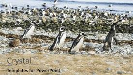  Presentation with chile - PPT theme enhanced with four-wild-magellanic-penguins-spheniscus background and a coral colored foreground