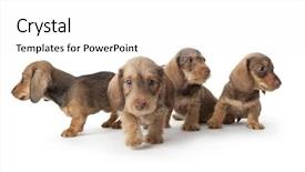  Presentation with dachshund - Audience pleasing PPT layouts consisting of four wire-haired dachshund puppies backdrop and a white colored foreground