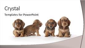  Presentation with dachshund - Theme featuring four wire-haired dachshund puppies isolated on white background background and a white colored foreground