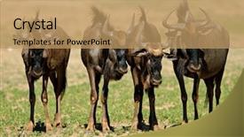  Presentation with kalahari - Colorful PPT layouts enhanced with four young blue wildebeest connochaetes taurinus kalahari desert south africa backdrop and a coral colored foreground