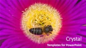 Presentation with bee - Beautiful theme featuring fowers - bee in the fower backdrop and a  colored foreground