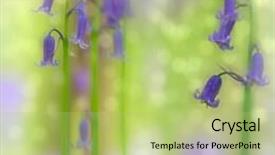  Presentation with forest marsh - Amazing slide set having fowers - bluebell forest wildflower early srping backdrop and a mint green colored foreground