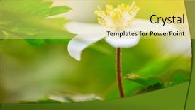  Presentation with wild flower - PPT theme featuring fowers - one single wood anemone standing background and a yellow colored foreground