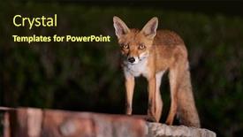  Presentation with woods - PPT theme with fox-coming-to-a-rural background and a wine colored foreground