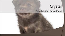  Presentation with old rock fossils - Amazing slide set having fox cub 4 weeks old backdrop and a light gray colored foreground