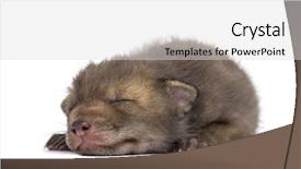  Presentation with old waikiki - Slide set consisting of fox cub 4 weeks old background and a light gray colored foreground