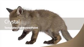  Presentation with fox - Cool new slide deck with fox cub 7 weeks old backdrop and a violet colored foreground