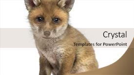  Presentation with fox - Theme having fox cub 7 weeks old background and a coral colored foreground