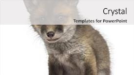  Presentation with fox - PPT theme with fox cub 7 weeks old background and a white colored foreground