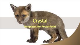  Presentation with fox - Slide set featuring fox cub 7 weeks old background and a violet colored foreground