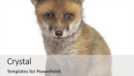  Presentation with fox - Amazing presentation theme having fox cub 7 weeks old backdrop and a light gray colored foreground