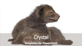  Presentation with fox - Beautiful slide deck featuring fox cubs 4 weeks old backdrop and a tawny brown colored foreground