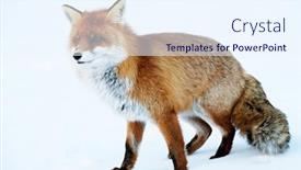  Presentation with fox - Slide set featuring fox in natural habitat background and a sky blue colored foreground