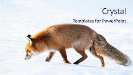  Presentation with fox - Presentation design consisting of fox in natural habitat background and a sky blue colored foreground