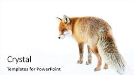  Presentation with fox - Beautiful PPT theme featuring fox in natural habitat backdrop and a pink colored foreground