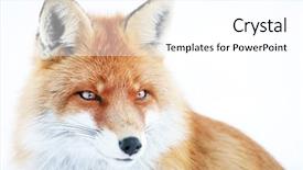  Presentation with fox - Slide set with fox in natural habitat background and a white colored foreground