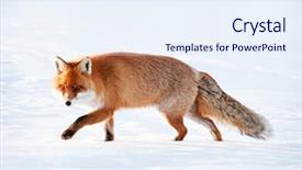  Presentation with fox - Slides having fox in natural habitat background and a sky blue colored foreground