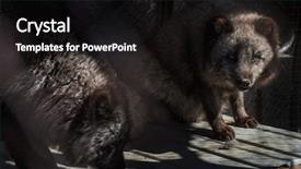  Presentation with cage - Presentation design enhanced with fox in the cage zoo background and a black colored foreground