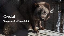  Presentation with cage - Presentation consisting of fox in the cage zoo background and a wine colored foreground