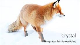  Presentation with food red - Slide set with fox looking for food background and a cool aqua colored foreground