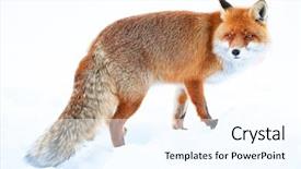  Presentation with fox - Presentation design featuring fox looking for food background and a cool aqua colored foreground