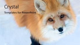  Presentation with fox - Colorful PPT theme enhanced with fox looking up backdrop and a coral colored foreground