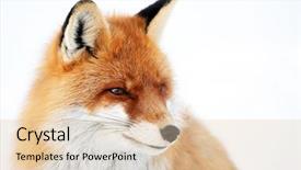  Presentation with fox - Colorful presentation enhanced with fox portrait isolated on white backdrop and a lemonade colored foreground