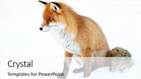  Presentation with fox - Presentation enhanced with fox portrait isolated on white background and a cool aqua colored foreground