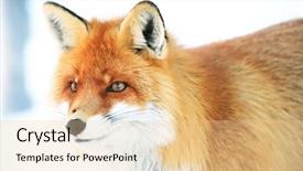  Presentation with fox - PPT theme with fox portrait background and a  colored foreground