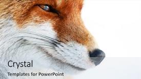  Presentation with fox - PPT layouts having fox portrait background and a lemonade colored foreground